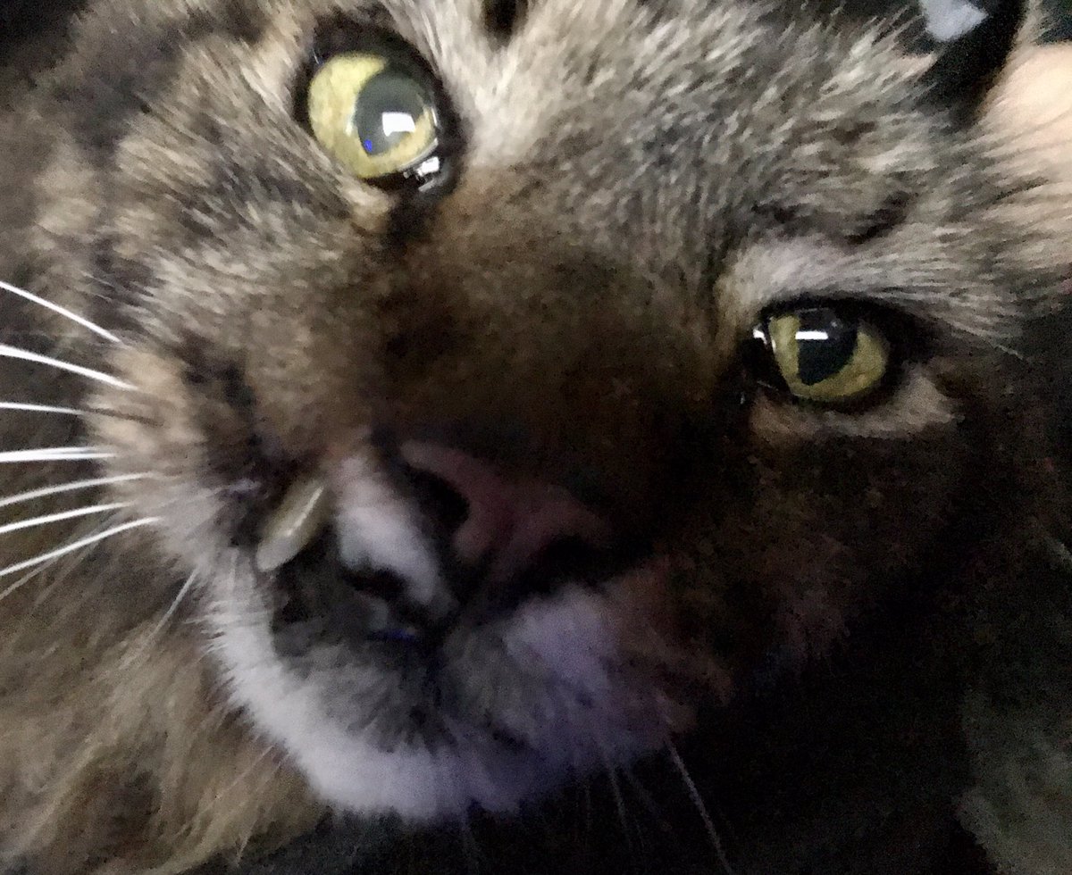 bunnybell78's tweet photo. #AnimalFamilies #NotOwners My hairy son Shadrack. He’s just so sweet and loving. You can see how he’d even share meal times with my late hairy 2nd son, Casper. The best thing, Shadrack chose me at the rescue. He chose me to be his forever mum and I’m so thankful❤️ https://t.co/j3g2tSK3Uw