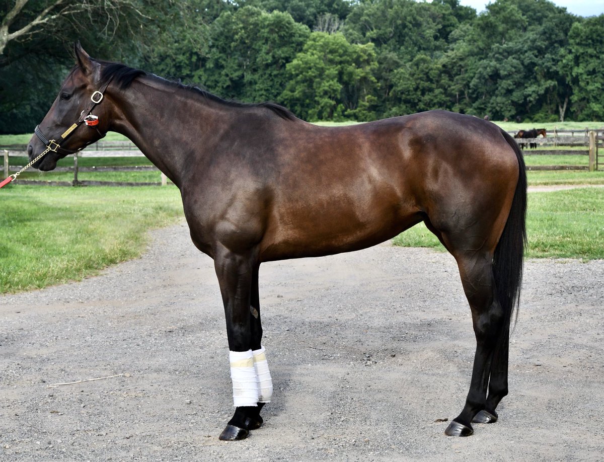 La Kara Mia all dappled out from her summer vacation!! #lakaramia #laverdad #nybred #tbreddapples #medaglidoro #ladysheilastable