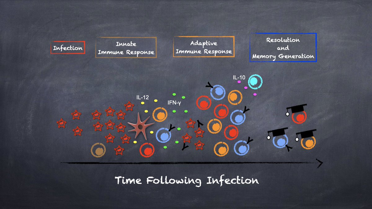 Como é a resposta imune a um virus? Seu sistema imune ao entrar em contato com o vírus irá "montar" uma resposta que irá eliminar o vírus e gerar uma memória de células T e B (anticorpos). E numa eventual re-exposição controlará a infecção de forma mais rápida e eficiente.