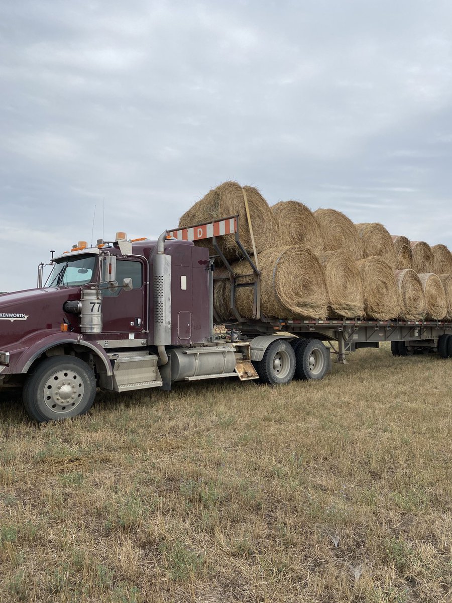 PHill_CC's tweet photo. Good community guy Glen Fester delivering the auction bales today. Thanks to local ranchers for building the bales &amp;  Husky for the land use. Great support from the hay buyers. Thank you. https://t.co/RTgkJnhXsU