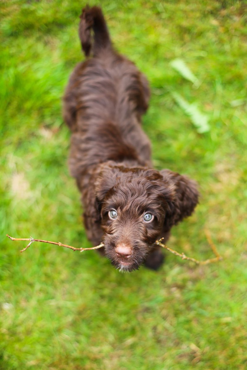 Proud Parents 🥰 

Everyone meet Alfie 🐶