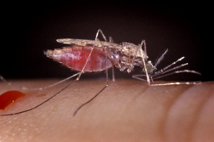 CDCGlobal's tweet photo. Tomorrow is #WorldMosquitoDay. Name 3 diseases transmitted by the pesky insects we call mosquitoes. https://t.co/NUdshRIzak