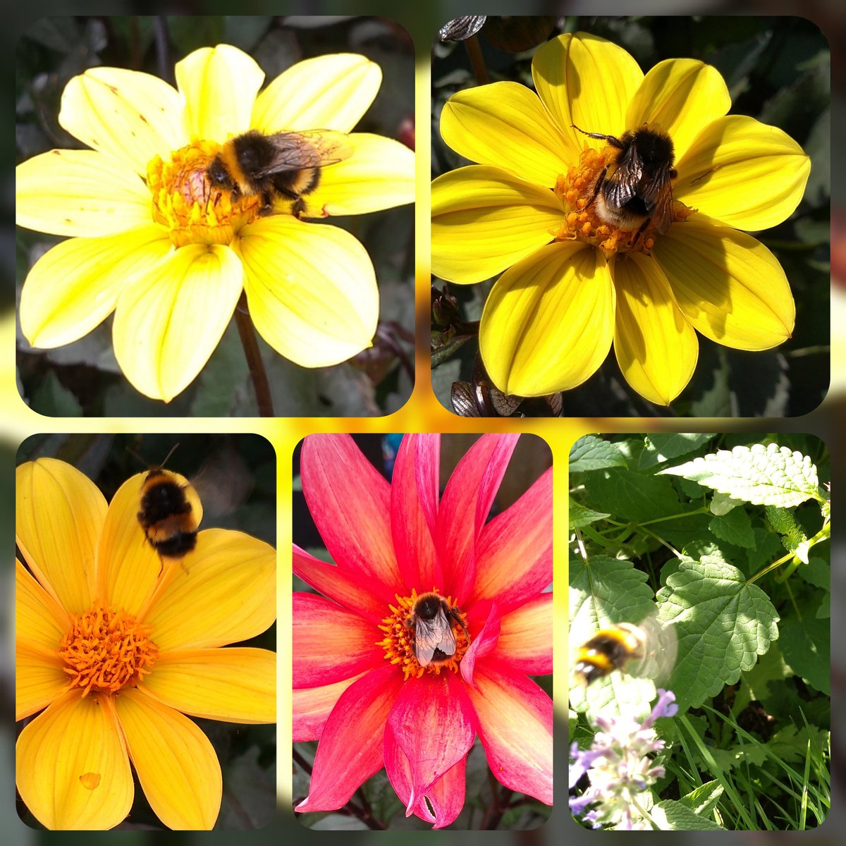 #BeekeepersHour 
Bees seen over the last few days. They especially love the collarette type of open faced dahlias. 🐝🐝