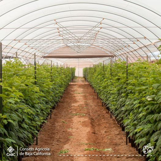 Consejo Agrícola de Baja California tweet media