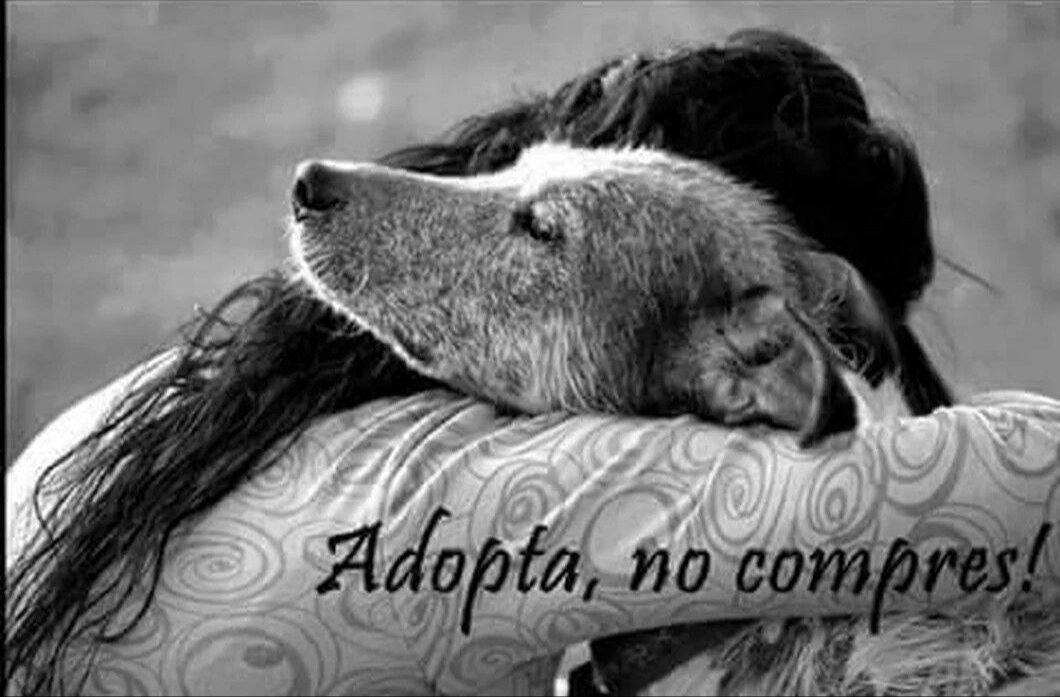 tonideltoro71's tweet photo. CONPARTE SI ERES ADOPTANTE
DE UN ANIMAL RESCATADO #CONPARTE https://t.co/wi5Tcn2C45