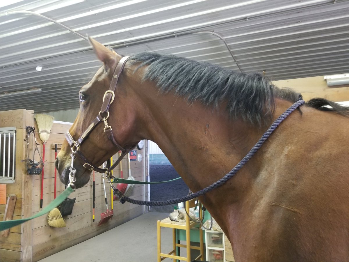 tashalizzie's tweet photo. He's a bit bigger and fancier than the typical therapy horse...ππ #leokress #hanoverian #devocoux #hunterjunper https://t.co/loyicBgLL9