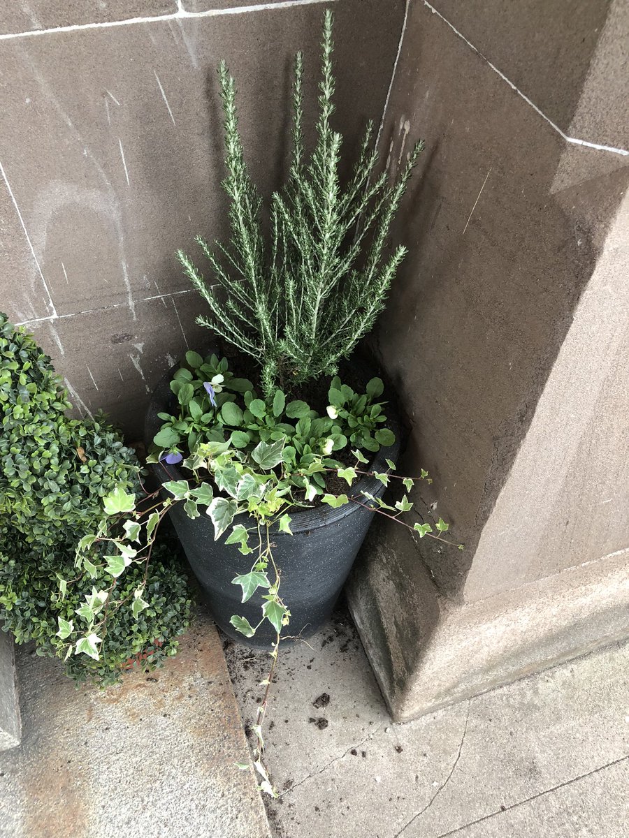 KatieMasheter's tweet photo. Thanks to @ashbrooknursery for sprucing up our planters @LathallanSchool 🪴🍃 https://t.co/xa4pNnEDCM