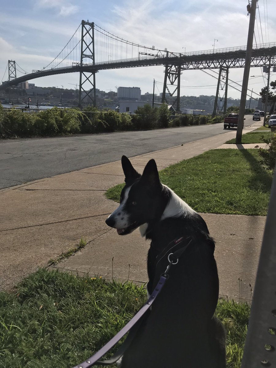 TheRexReport's tweet image. Oscar reporting that MacDonald Bridge is a stand still #Dartmouth bound @hfxtraffic