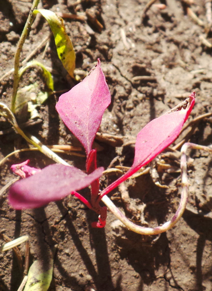 #plantid #whatplantisthis #botany #plantidentify #gardening #plant #idplant #taxonomy #mysteryplants  #plantpeople #Gardening #plants #urbanfarming #horticulture #plantidentification <a href="/WhatPlantIsThis/">PlantID Bot</a>
 @plantsnap  <a href="/ThePlantMan4/">ThePlantMan</a>  @KewScience