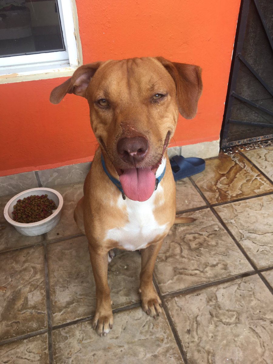 50Doogie's tweet photo. Red is finally getting back to himself after his big adventure. He has been sleeping quite a bit. #meximutt #rescuedog https://t.co/LbC2hynpqr