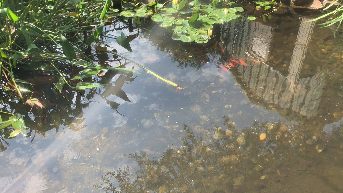 Koi fish are doing great! <a href="/kasie_roden/">Kasie Roden</a>