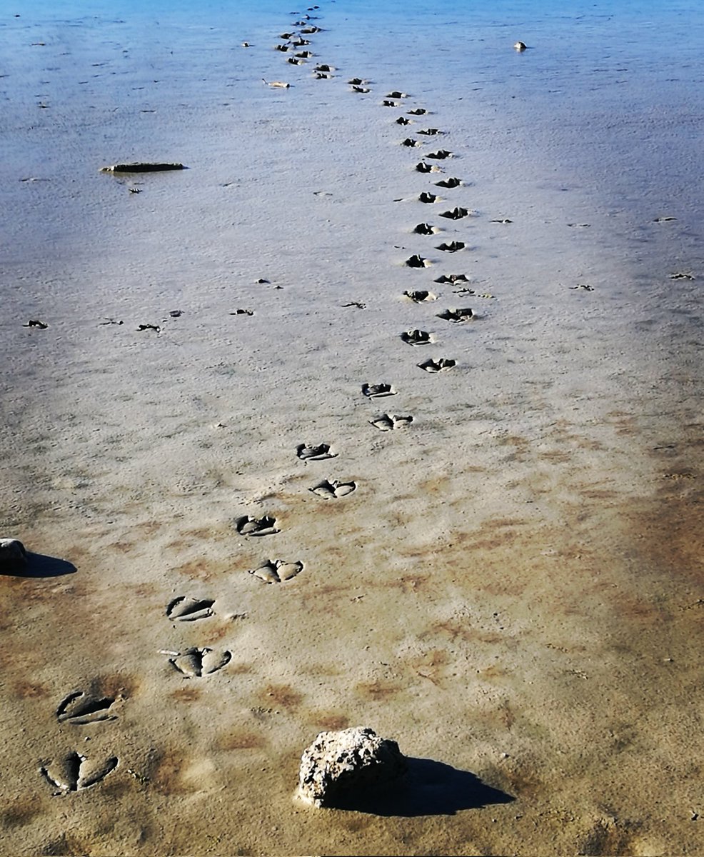 Follow me on Insta, sandymillarnz. Passionate photographer, spreading light across the globe #lockdownnz #piedstilt #photographer