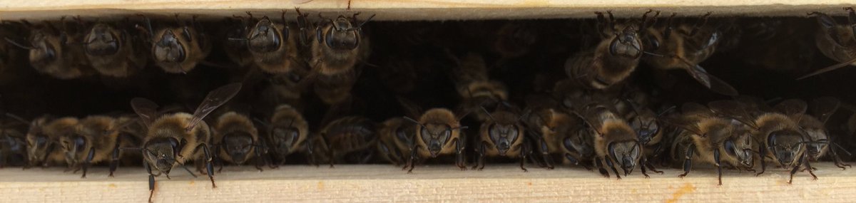 East of Scotland Beekeepers Association (ESBA) tweet media
