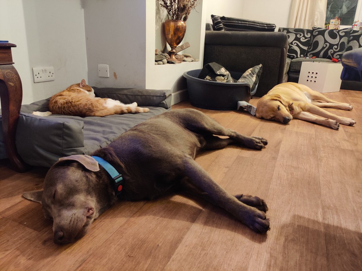 Brave <a href="/CharizardCat/">charizard cat</a> stealing the dog's bed! #dogsoftwitter #CatsOfTwitter