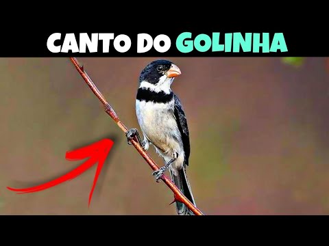 ESQUENTE SEU PAPA CAPIM EM 15 MINUTOS - Cantando Muito !!! 