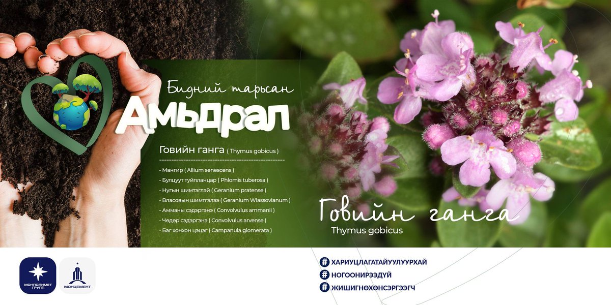 MonpolymetG's tweet photo. "МОНПОЛИМЕТ ГРУПП”-ИЙН НӨХӨН СЭРГЭЭЛТ ХИЙСЭН ТАЛБАЙД УРГАЖ БУЙ УРГАМЛУУДыг танилцуулж байна. Цуврал #2
🍃🍃🌸Говийн ганга🌸🍃🍃

6 болон 8 сард цэцэглэж үрлэдэг үндэсний шижимээр дэлгэж, нөхөн төлжиж ургадаг. Эмийн болон малын 🐐🐑🐎🐫🐂тэжээлийн ургамал юм. https://t.co/kYPGQGM7oU