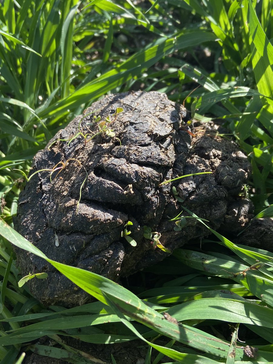 crispyep's tweet photo. You know it’s a wet year when get a good germination in shit. Interesting what comes through cows stomach yet still germinates. https://t.co/J6DB72sbbU