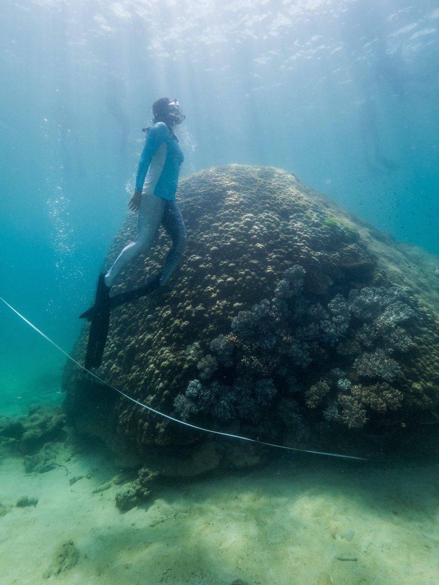 jcu's tweet photo. An exceptionally large coral has been discovered on the Great Barrier Reef – it’s more than 400 years old and nearly two and a half metres wider than any other coral measured on the Reef.
https://t.co/ZsMHyCZOOh https://t.co/sEBSuZxsEm