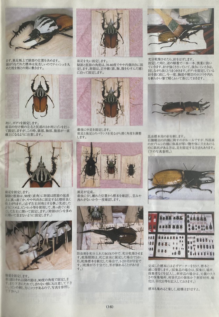 オオクワガタ Genji 1999年8月号奈良オオクワnews 標本の作り方続くの巻き 奈良オオクワセンター ヘラクレスオオカブトムシ オオクワガタ カブトムシ ヒラタクワガタ アンタエウス 昆虫 中国ホペイ クワガタ グランディス サタンオオカブト