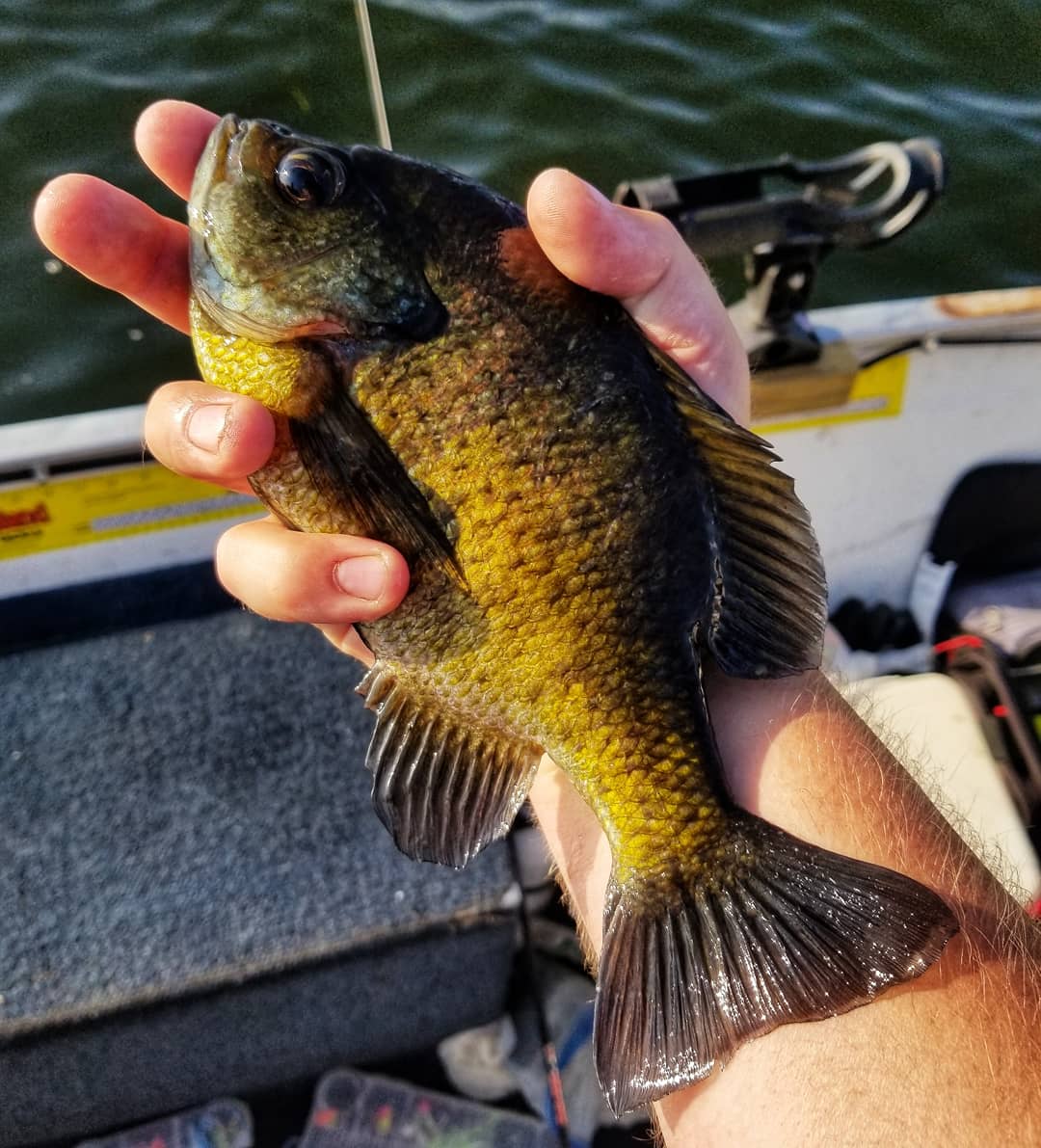 LowellMiller17's tweet photo. Took LToutdoors on the road today for a 4 hour trip with Ruby to fish with my buddy Bryan Jones ! We are slamming some fish and will be for the next couple daysππ£π€ #LToutdoors #michiganoutdoors #michiganfishing #fishing #widowmakerjigs #muskegon https://t.co/vpQunnjQOb