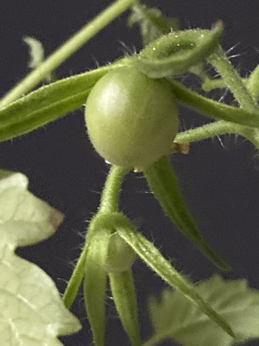 Squirt plant a success #kellisparks #pornstar #squirting #tomatoplant https://t.co/b6UX4oHUEN<a href="/tag/kellisparks"class="tags">#kellisparks</a><a href="/tag/pornstar"class="tags">#pornstar</a><a href="/tag/squirting"class="tags"><span>#squirting</span></a><a href="/tag/tomatoplant"class="tags"><span>#tomatoplant</span></a>