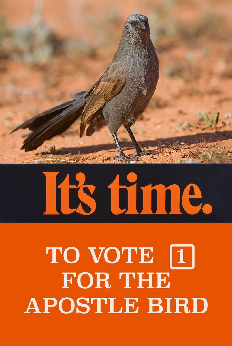 Hey <a href="/AlboMP/">Anthony Albanese</a> if you haven’t voted in the <a href="/GuardianAus/">Guardian Australia</a> #BirdOfTheYear can you vote for the Apostle Bird? It’s the bird for our times, a bird who sticks together.