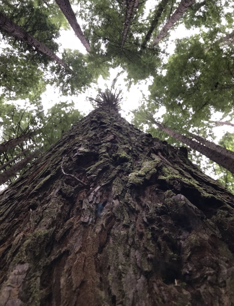 Rigels_Child's tweet photo. I ❤️trees. They breathe life, give shade, food, grow, adapt, are homes to animals, inspire awe n just damn pretty! #TreeAustralia https://t.co/LFkeIMmtGW
