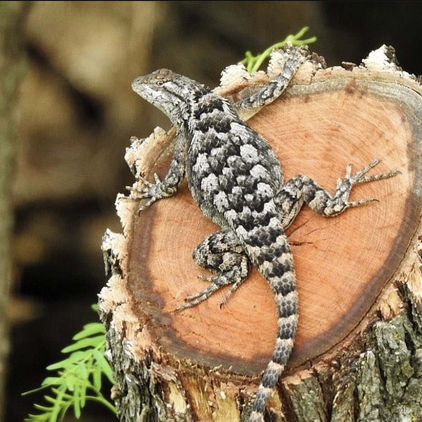 TPWDparks's tweet photo. Sorry, this seat is taken.

A spiny lizard enjoys a prime sunny spot at Lake Arrowhead State Park. 

#TxStateParks https://t.co/tsAdJfxBTq