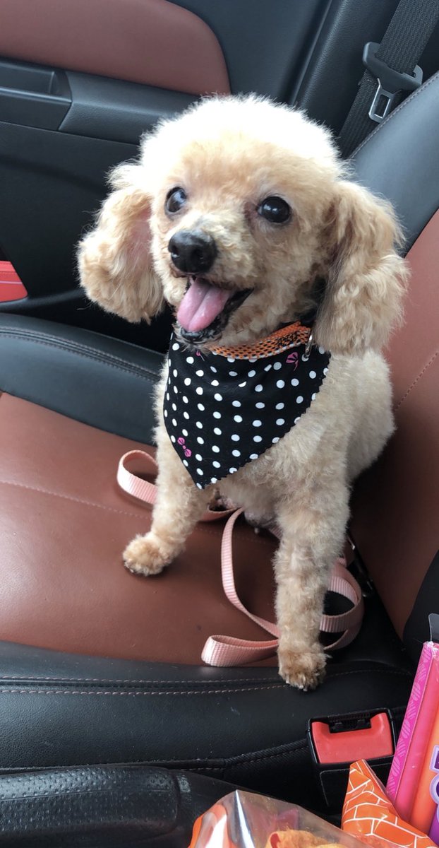 cpicolotti's tweet photo. It hasn’t completely hit me that I’ll never see you again 😭 you were my baby 😪 https://t.co/Adh9v9ao7s