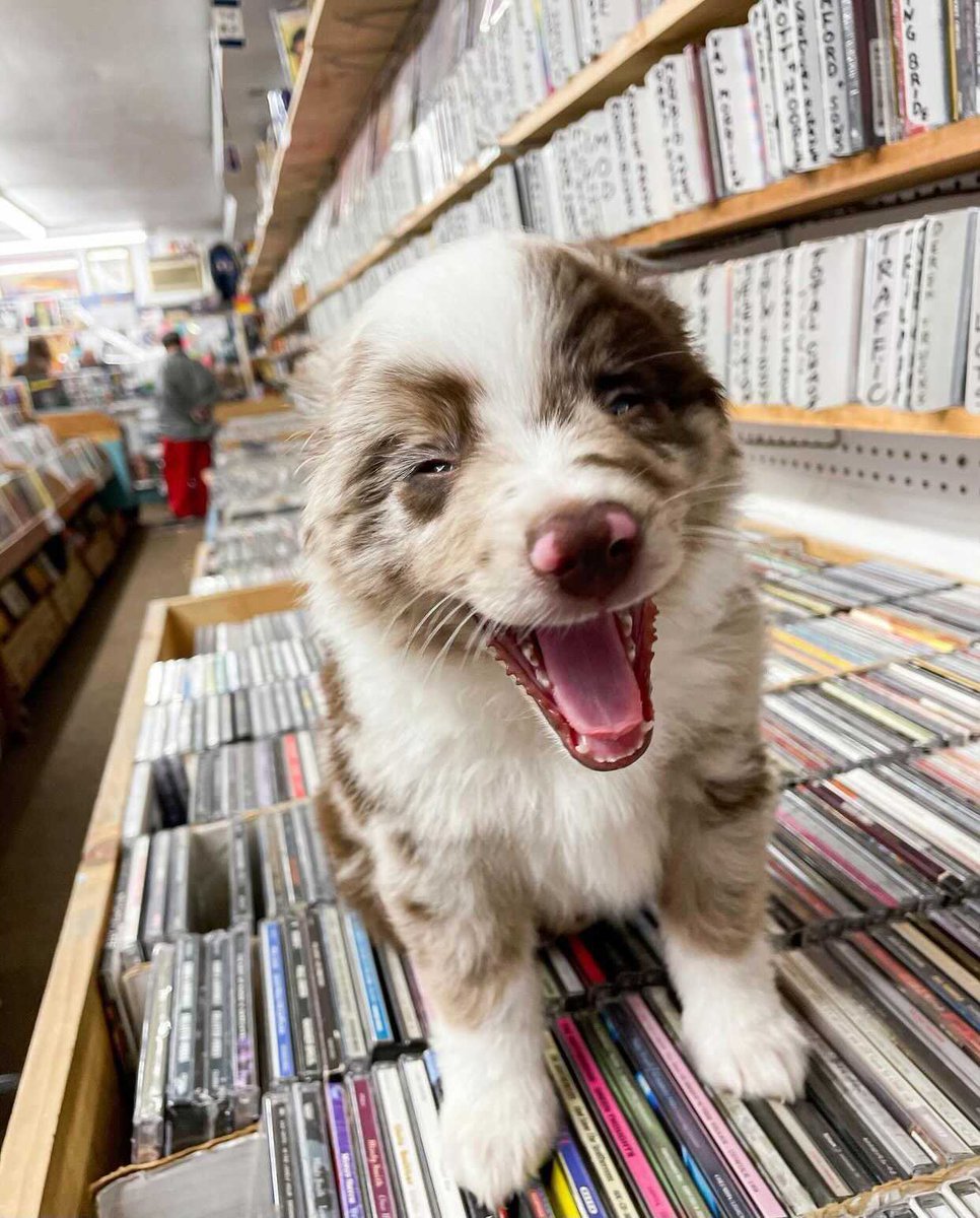 This is Bo. He just got his dream job at an indie record store. He’s trying to keep cool but just can’t contain his excitement. 14/10 he’s b-side himself