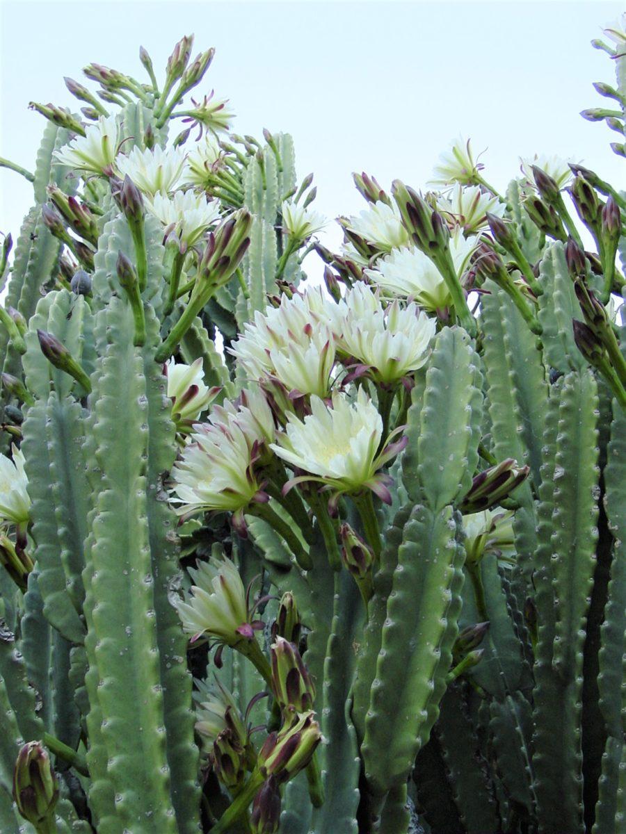 кактус цереус валидус. кактус цереус лазурный. кактус цереус. цереус. цереус.