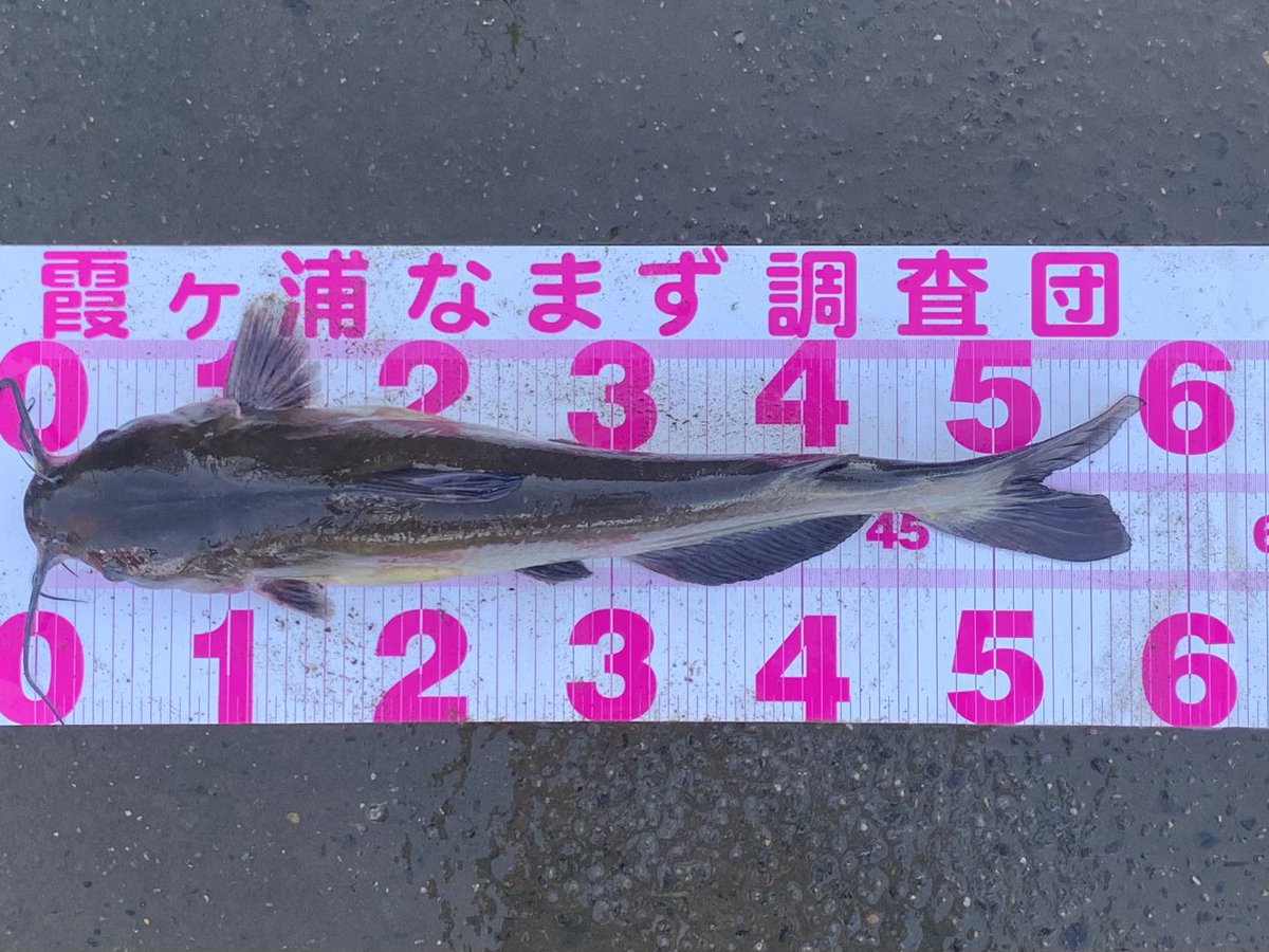アメリカナマズ釣り