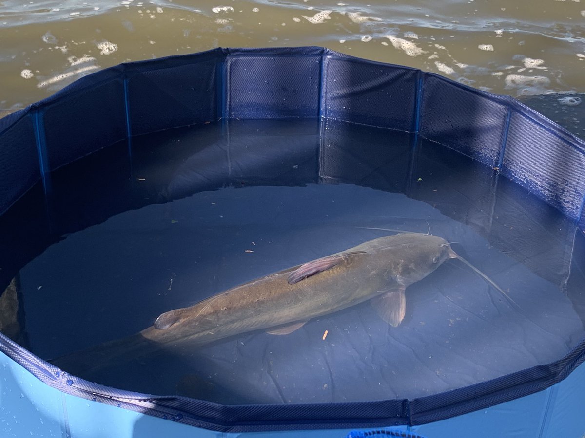 アメリカナマズ釣り