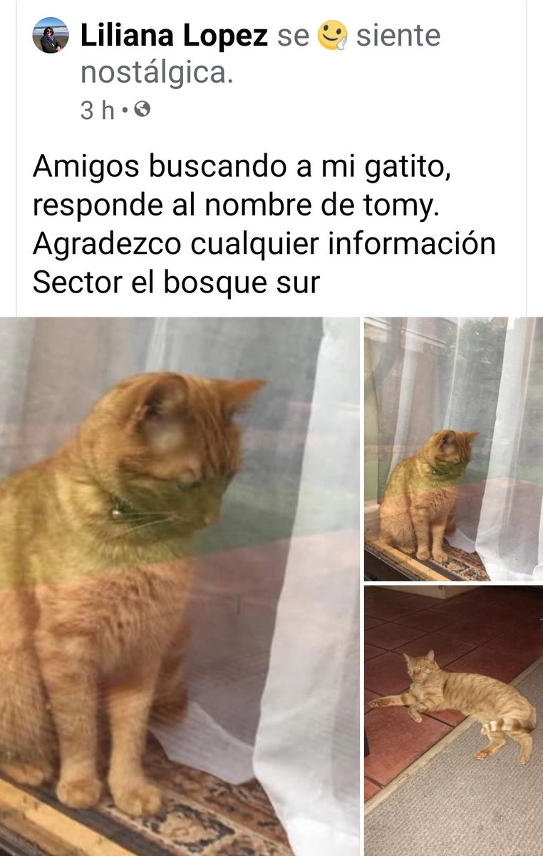 Solcito__C's tweet photo. Michi perdido en bosque sur en #Valdiviacl https://t.co/vEfmHplSeC
