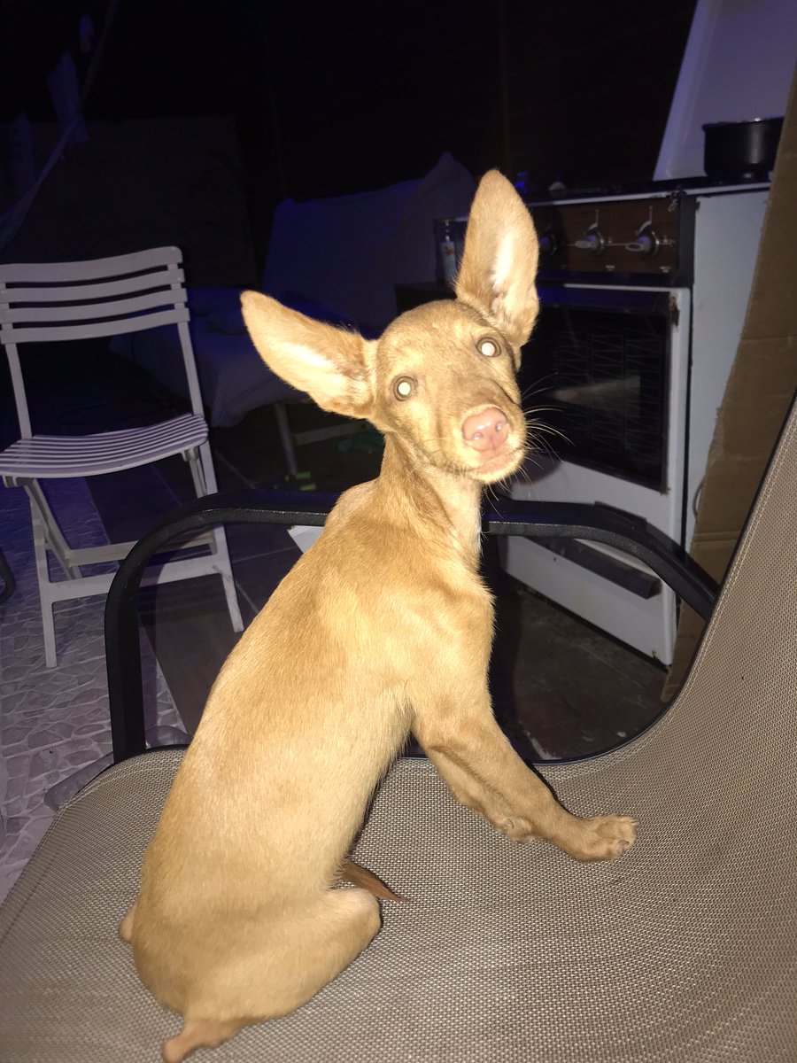 ceciliamnzz's tweet photo. Holi, he encontrado a este perrito en la carretera de el Palmar. Es un macho de unos 3 meses, parece perdido aunque tiene muchísimo miedo. Porfi, si alguien lo reconoce/ puede adoptarlo, podéis hablarme al 664 015 882🙏🏽🙏🏽 https://t.co/uXij6mT2IM