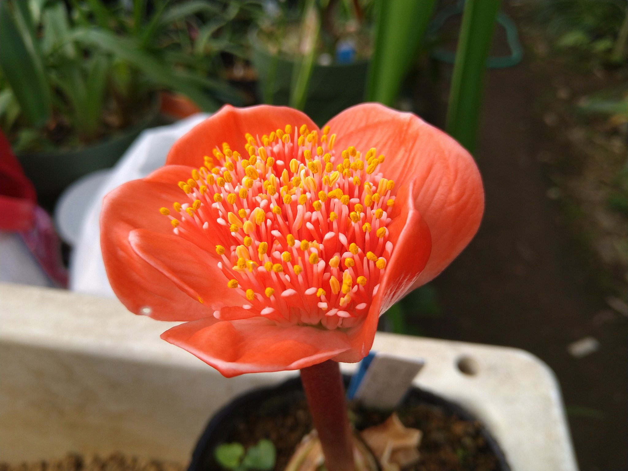 上質で快適 ハエマンサス ピンク花 ダルマ系 ロツンデフォリウス サボテン Hlt No