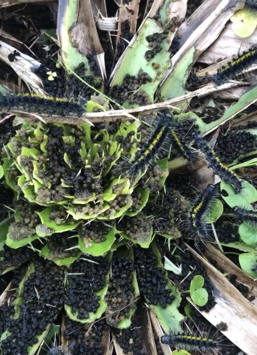 gROU agro tweet media