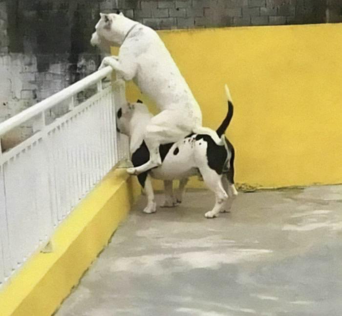DiloConPerritos's tweet photo. A huevo chismecito. https://t.co/WTbcLXIm5u