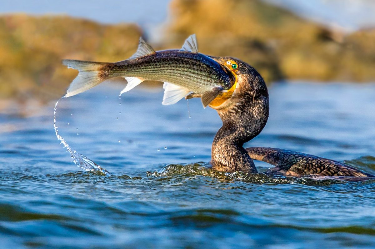 BirdsChina's tweet photo. Life is, in a sense, a battle. #birds #battle #lifeisabattle https://t.co/lPVKPGHgOZ