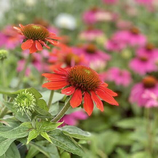 Polaris No Nukes Polaris116 Twitter