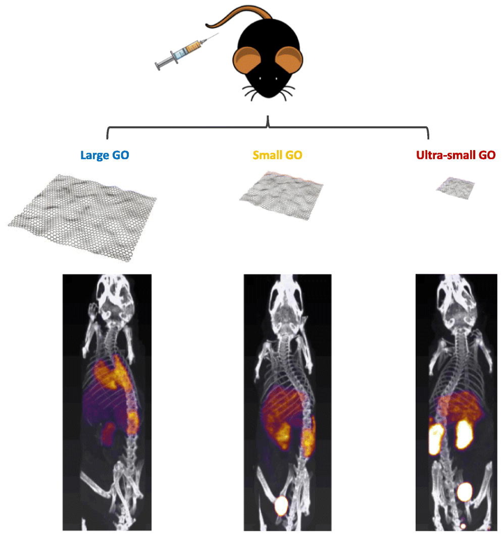 JCRnEDITORS's tweet photo. The impact of graphene oxide sheet lateral dimensions on their pharmacokinetic and tissue distribution profiles in mice.
| Kostas Kostarelos @OfficialUoM | @UKICRS 
#GrapheneOxide #nanosheet #pharmacokinetic https://t.co/p1Vc0M9rDe