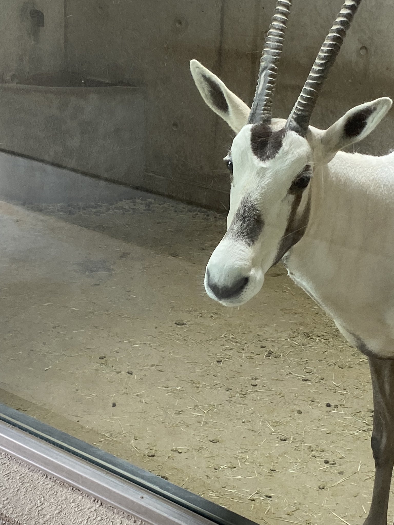 動物応援隊員 على تويتر アラビアオリックス の サリーム でおはようございます 金沢動物園 より来園 福岡市動植物園 動物応援隊員 على تويتر アラビアオリックス の サリーム でおはようございます 金沢動物園 より来園 福岡市動植物園