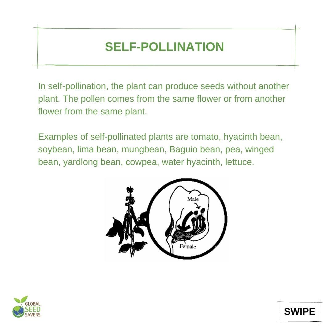 globalseedsaver's tweet photo. If you want to produce seeds for your own farm or garden, you need to remember this elementary botany lesson. Let's review: what is pollination?
.
#globalseedsavers #seedsavers #seedsteward #seedkeeping #seedsovereignty #seedfreedom #botany #pollination #openpollinatedseeds https://t.co/wIVFT5Uw2N