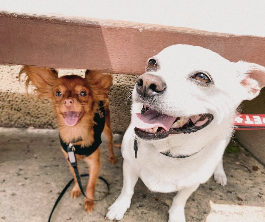 GoHealthyPaws's tweet photo. Thank you to all of those who participated in our #StepsforStrays virtual walk. In total, we had 1,034 people take action to help homeless pets! The Healthy Paws Foundation is matching the $5 per person pledged, which means a total of $10,340 will be given to @PAWStweets. 👟 https://t.co/TgUqOmF0TT