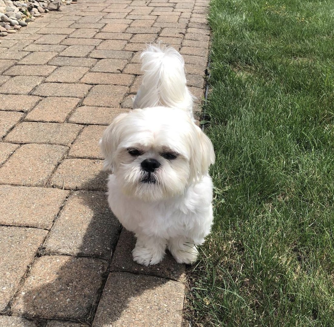 GoHealthyPaws's tweet photo. Thank you to all of those who participated in our #StepsforStrays virtual walk. In total, we had 1,034 people take action to help homeless pets! The Healthy Paws Foundation is matching the $5 per person pledged, which means a total of $10,340 will be given to @PAWStweets. 👟 https://t.co/TgUqOmF0TT