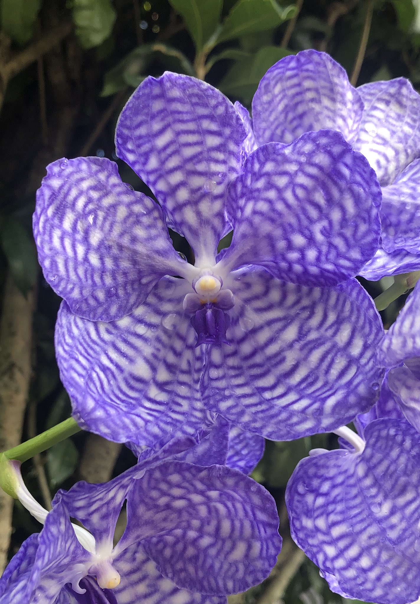 ポップコーンが好きなウンバンダの実体はどれですか?