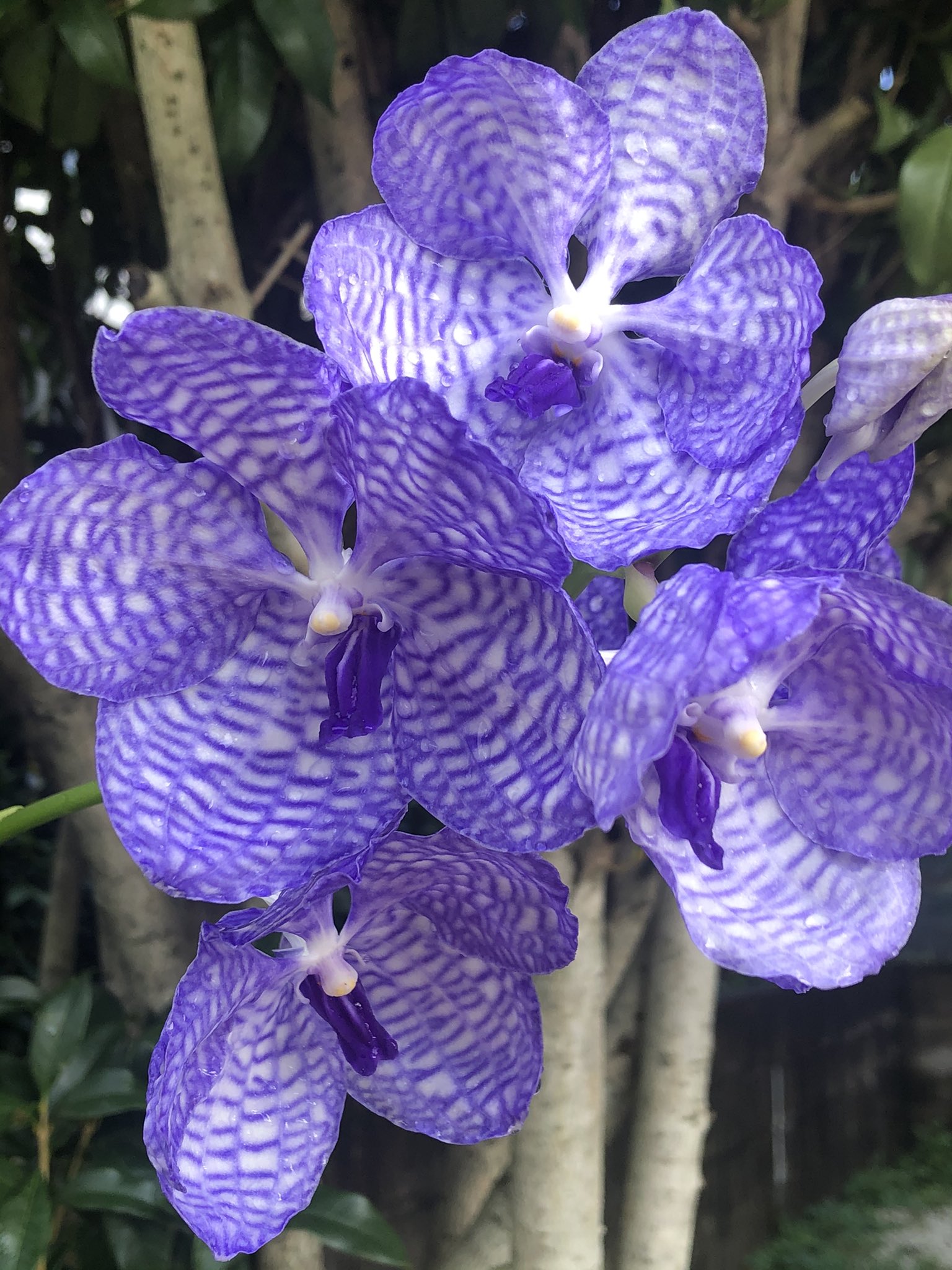 ポップコーンが好きなウンバンダの実体はどれですか?