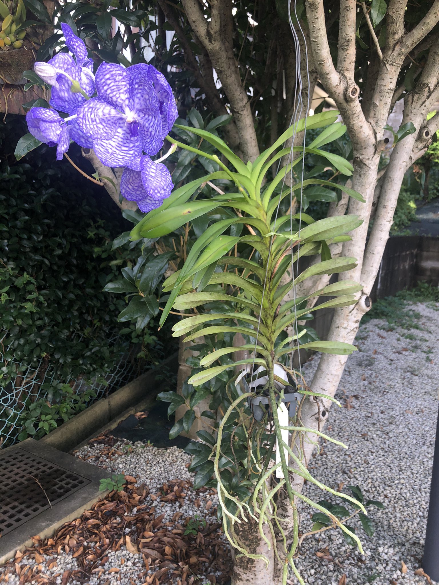 ポップコーンが好きなウンバンダの実体はどれですか?