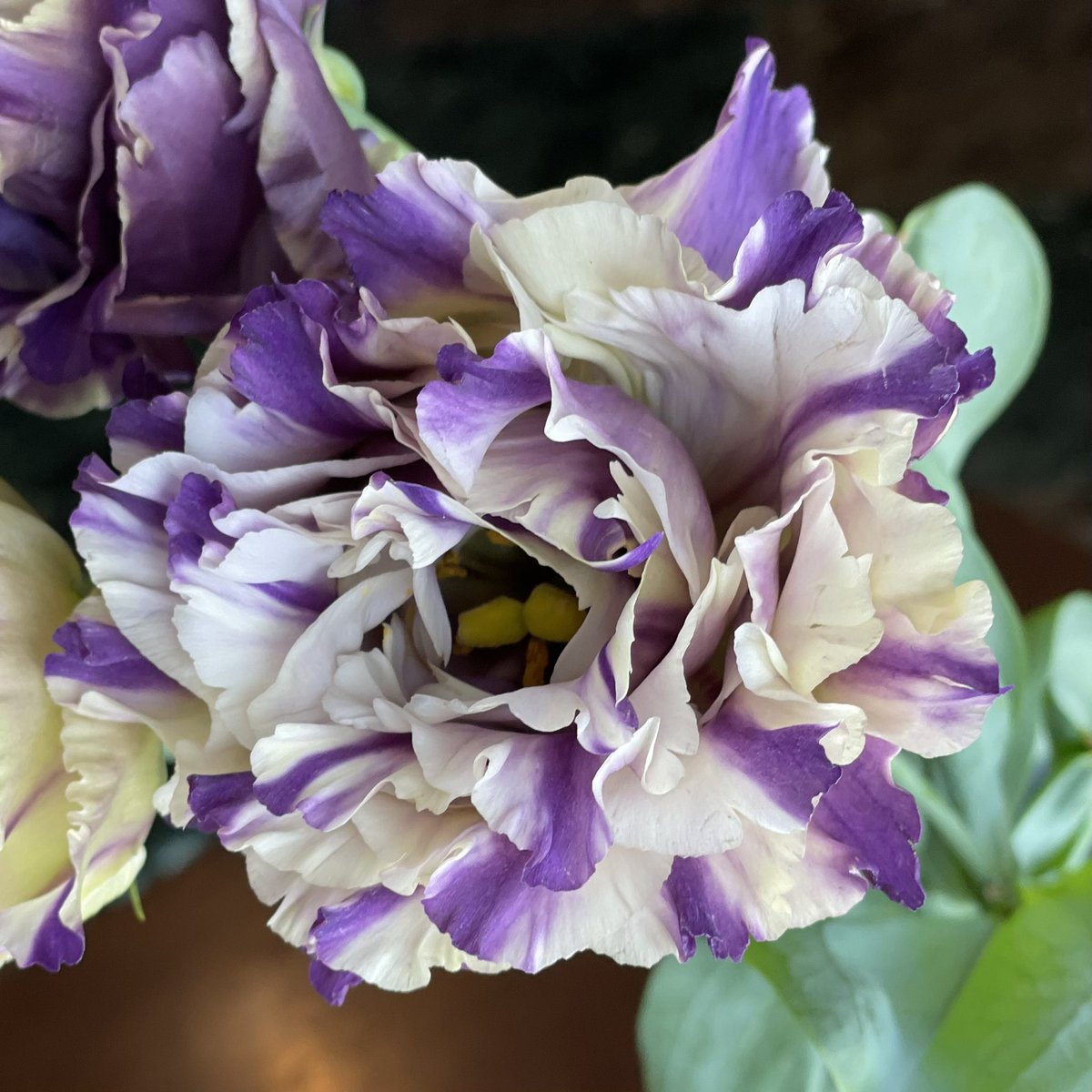 坂本 歩 Siromu Twitter