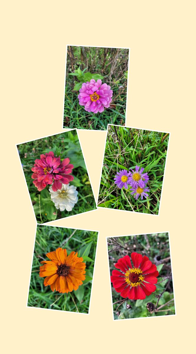 Today's flower garden bouquet 💐